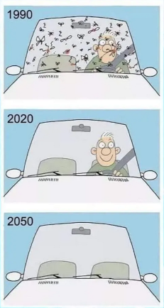 Bugs on a whindshield